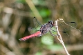 DRAGONFLY (Red)